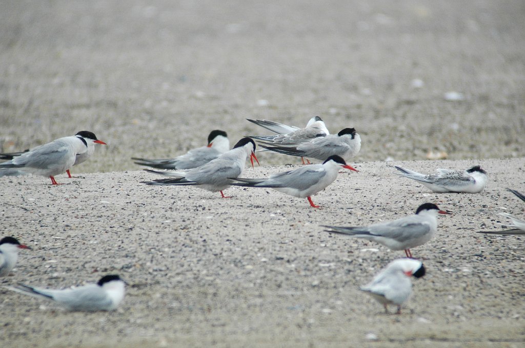 Tern, Common 2004-08032420 South Beach, Chatham, MA.jpg - Common Tern